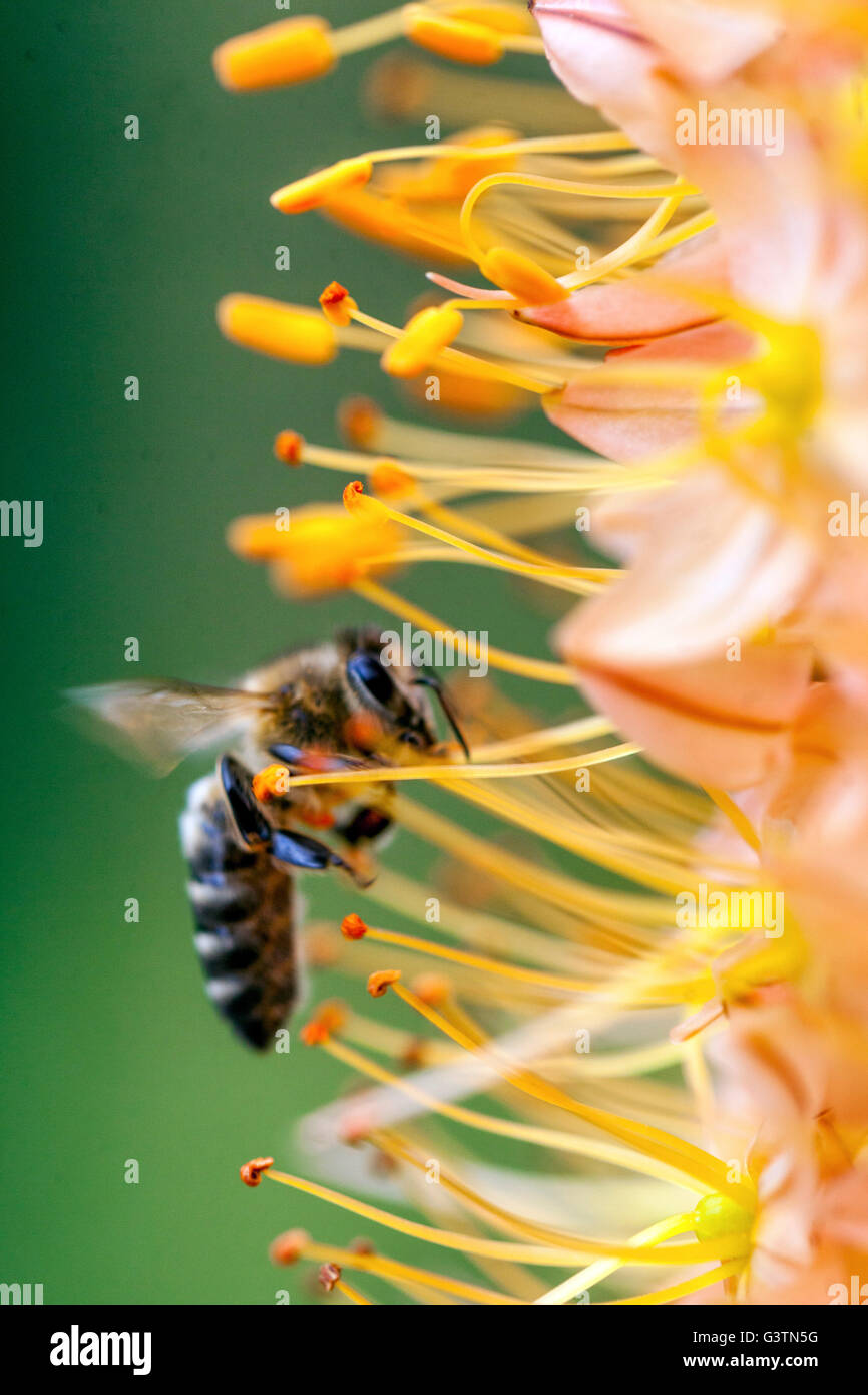 Honey Bee on flower Eremurus isabellinus Cleopatra Foxtail Lily, Desert candle, decorative plant Stock Photo
