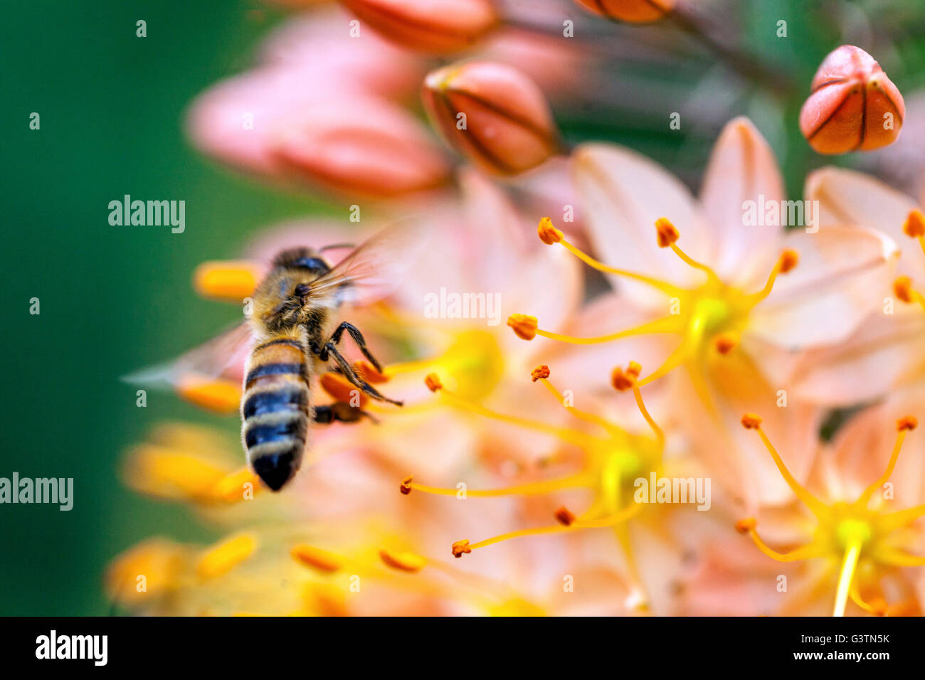 Honey Bee on flower Eremurus Cleopatra Foxtail Lily, Desert Candle Stock Photo