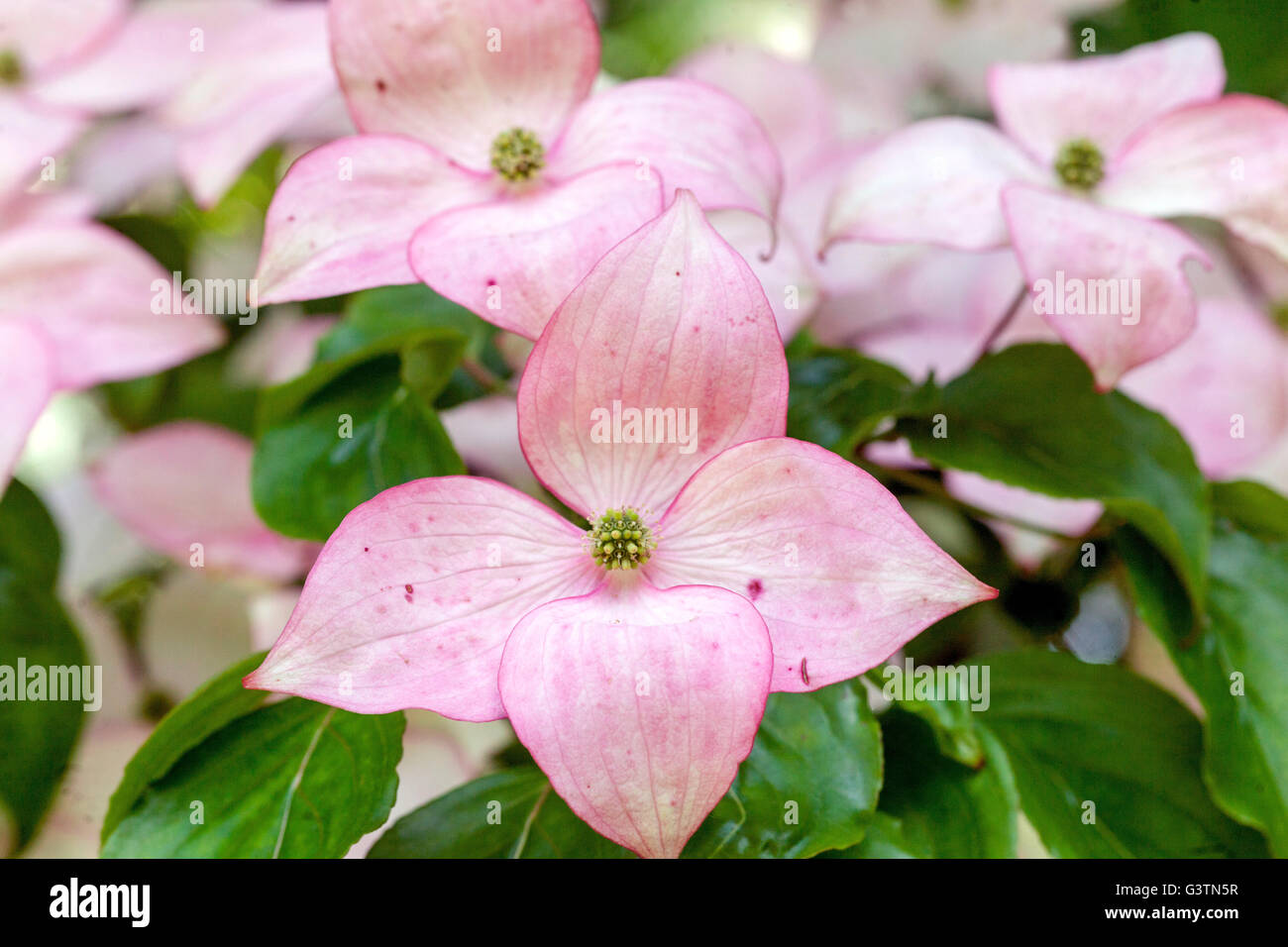 Dogwood, Cornus Kousa 'Satomi', pink Stock Photo