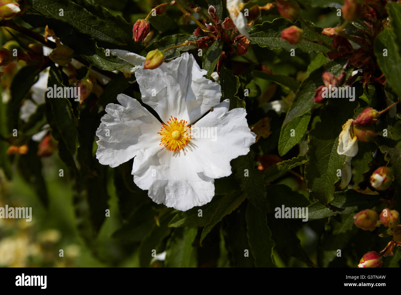 Cistus x hi-res stock photography and images - Page 2 - Alamy