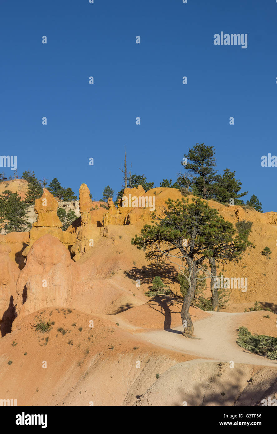 Queens garden trail in Bryce Canyon National Park, Utah, USA Stock Photo