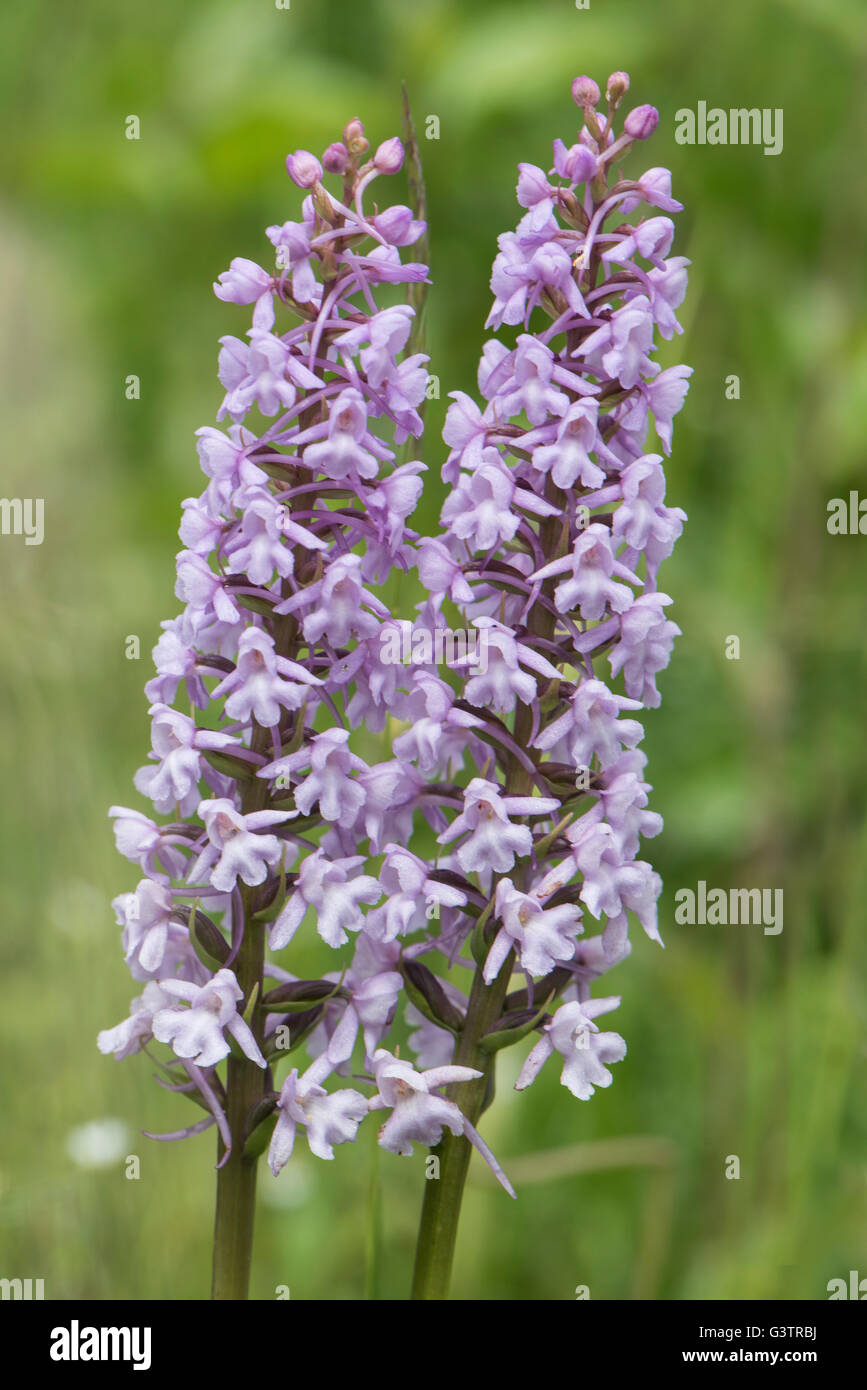 Chalk Fragrant Orchid, Gymnadenia conopsea, growing on chalk downland, Surrey, UK. June. Stock Photo