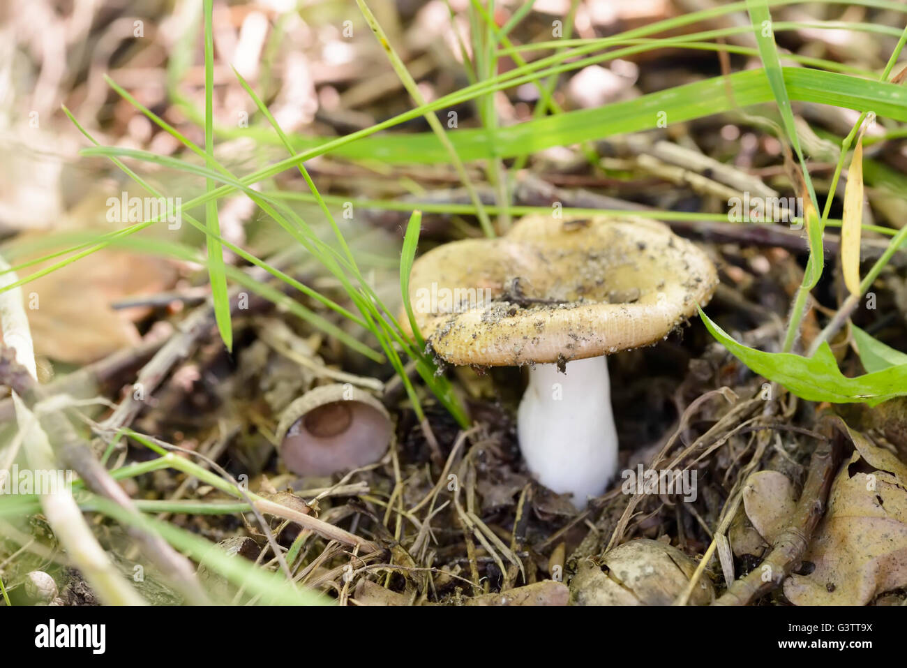 A little orange Russula pallidospora hidding under the leaves in the woods at the end of spring Stock Photo