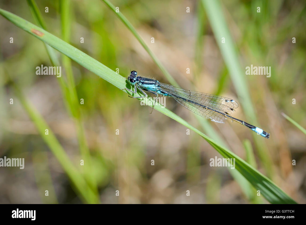The Blue Ischnura Elegans, also called blue-tailed damselfly, is a Damselfly or a Zygoptera from the order Odonata Stock Photo