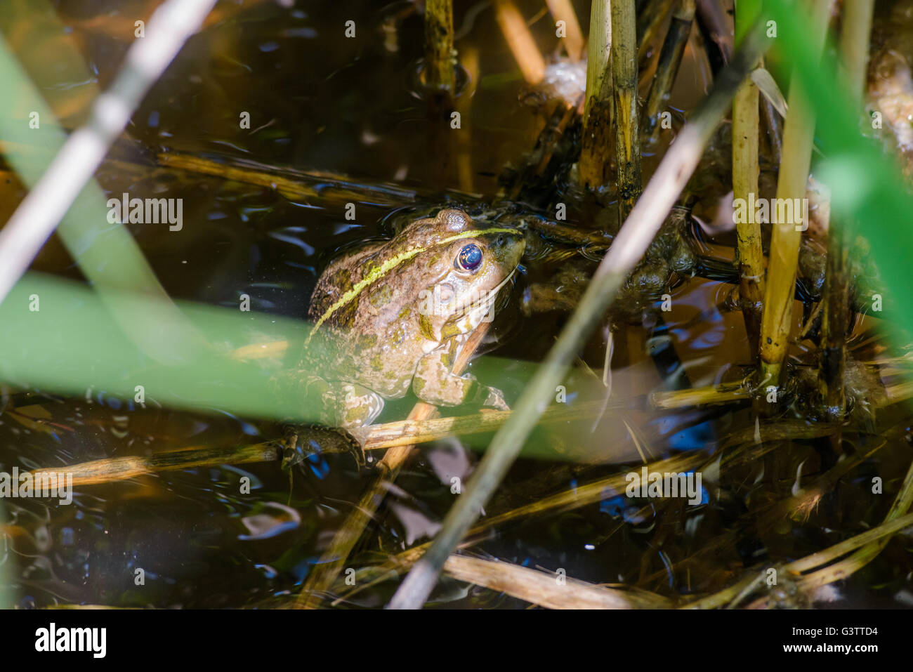 Close up of a green smiling frog hiding under the Typha Latifolia leaves in the lake Stock Photo