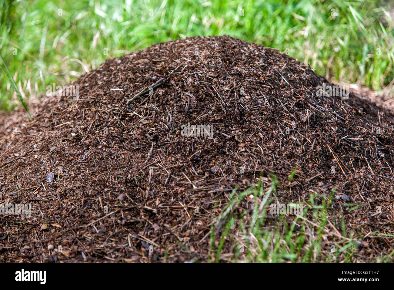 Wood ants nest, Formica rufa, Anthill, Ant hill, Ant nest, Czech Stock