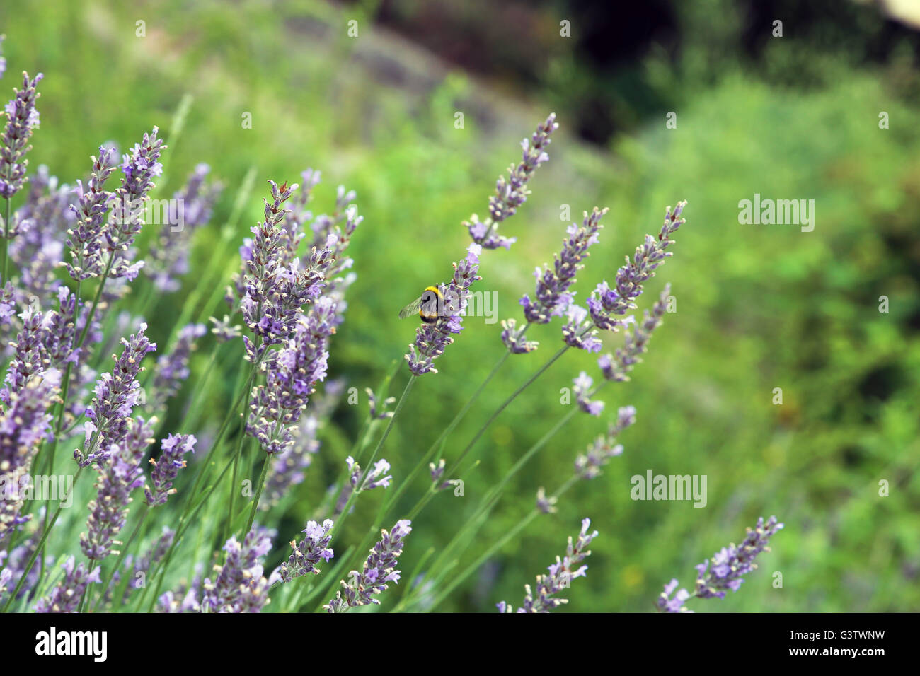 bee in lavender Stock Photo