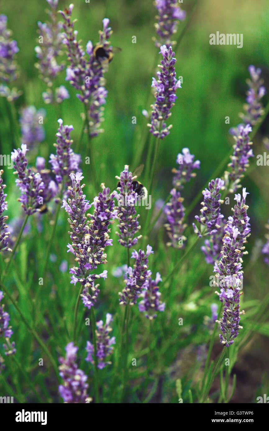 bees in lavender Stock Photo Alamy