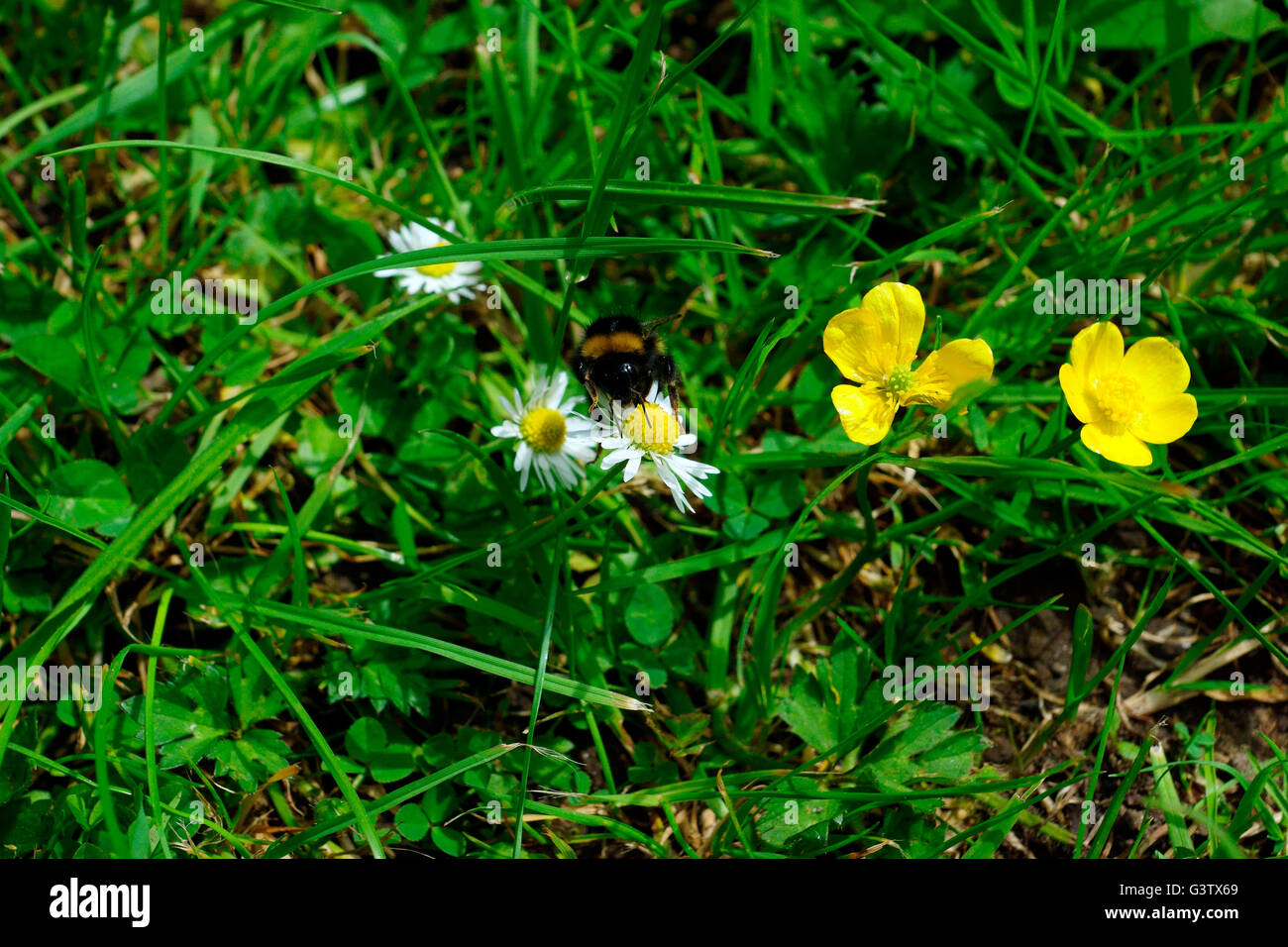 Rare bumble bee hi-res stock photography and images - Alamy