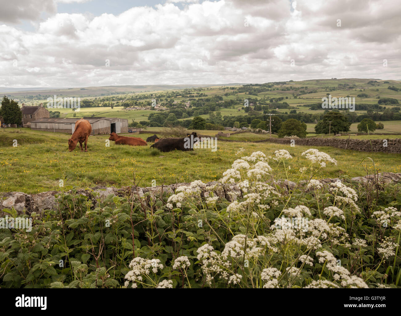 A scenic view of Middleton-in-Teesdale area in County Durham,England with grazing cattle, rolling hills and grassy meadows Stock Photo
