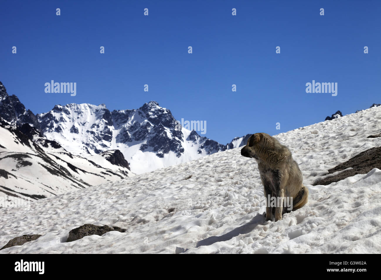 Dog in snowy mountains at nice spring day. Turkey, Kachkar Mountains (highest part of Pontic Mountains). Stock Photo