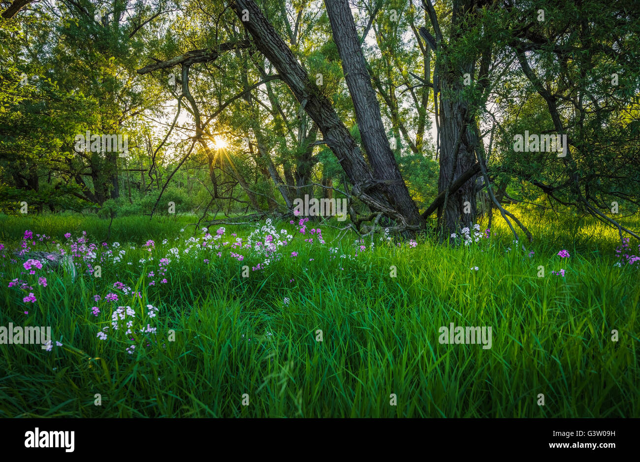 Sun setting on a beautiful meadow with white and purple flowers growing among the trees. Stock Photo
