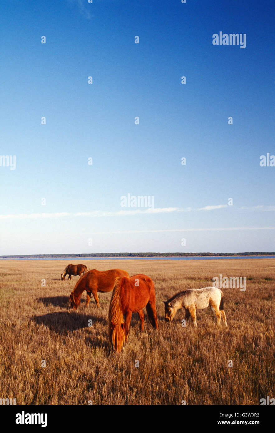 Wild horses (known as "Ponies") in Chincoteague National Wildlife