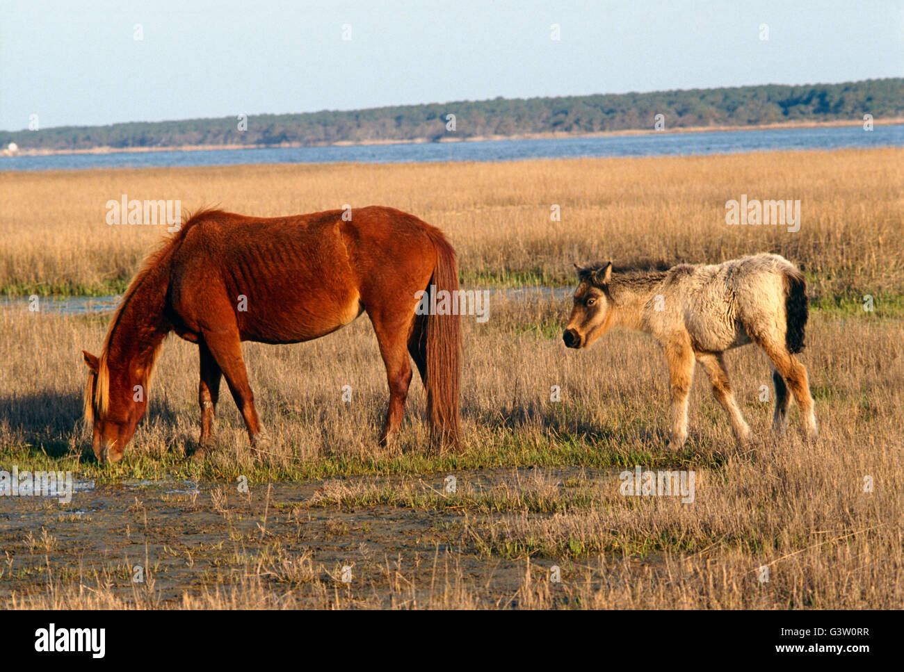 Wild horses (known as "Ponies") in Chincoteague National Wildlife