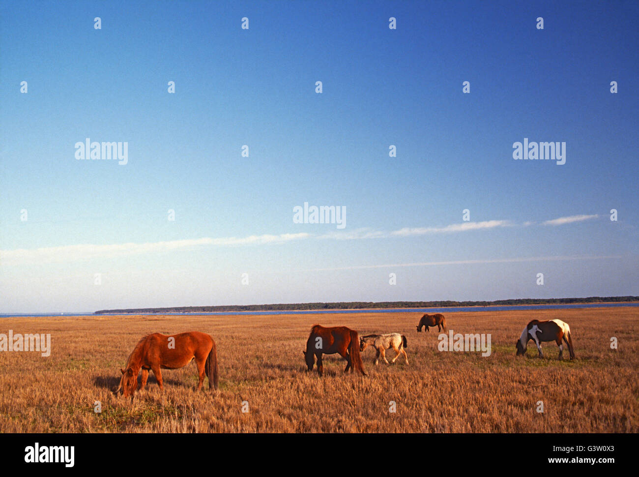 Wild horses (known as 'Ponies') in Chincoteague National Wildlife Refuge, Assateague Island, Virginia, USA Stock Photo