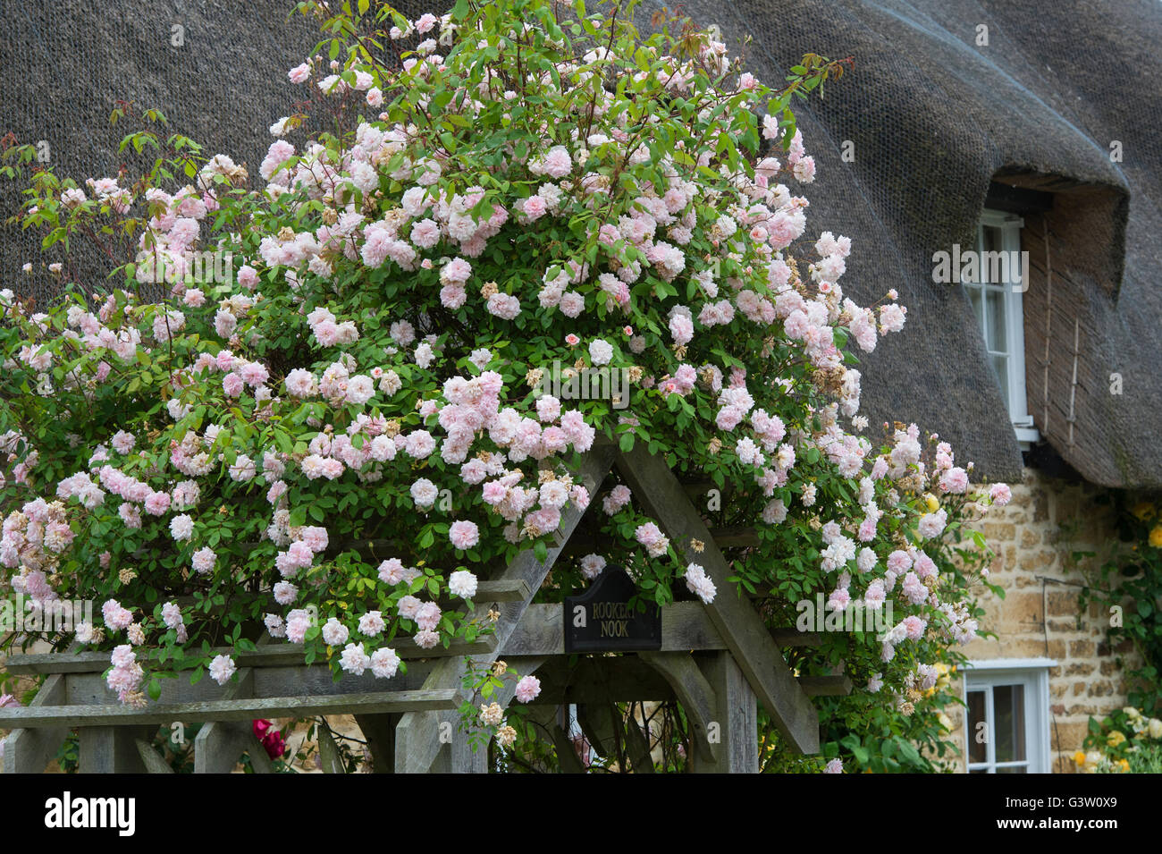 Roses on a wooden archway in front of a thatched cotswold stone cottage. Ashton Under Hill, Worcestershire, England Stock Photo