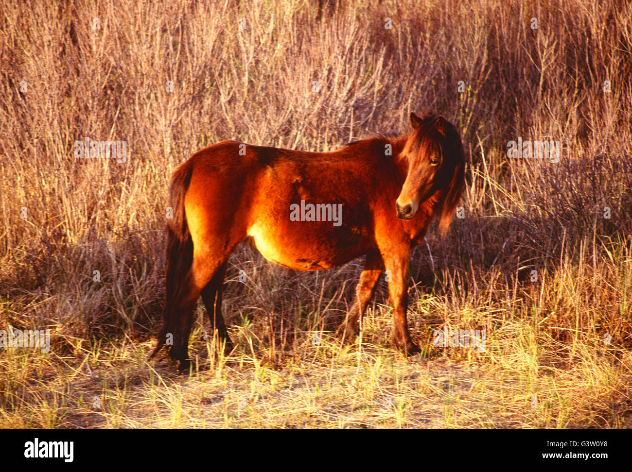 Wild horses (known as 'Ponies') in Chincoteague National Wildlife Refuge, Assateague Island, Virginia, USA Stock Photo