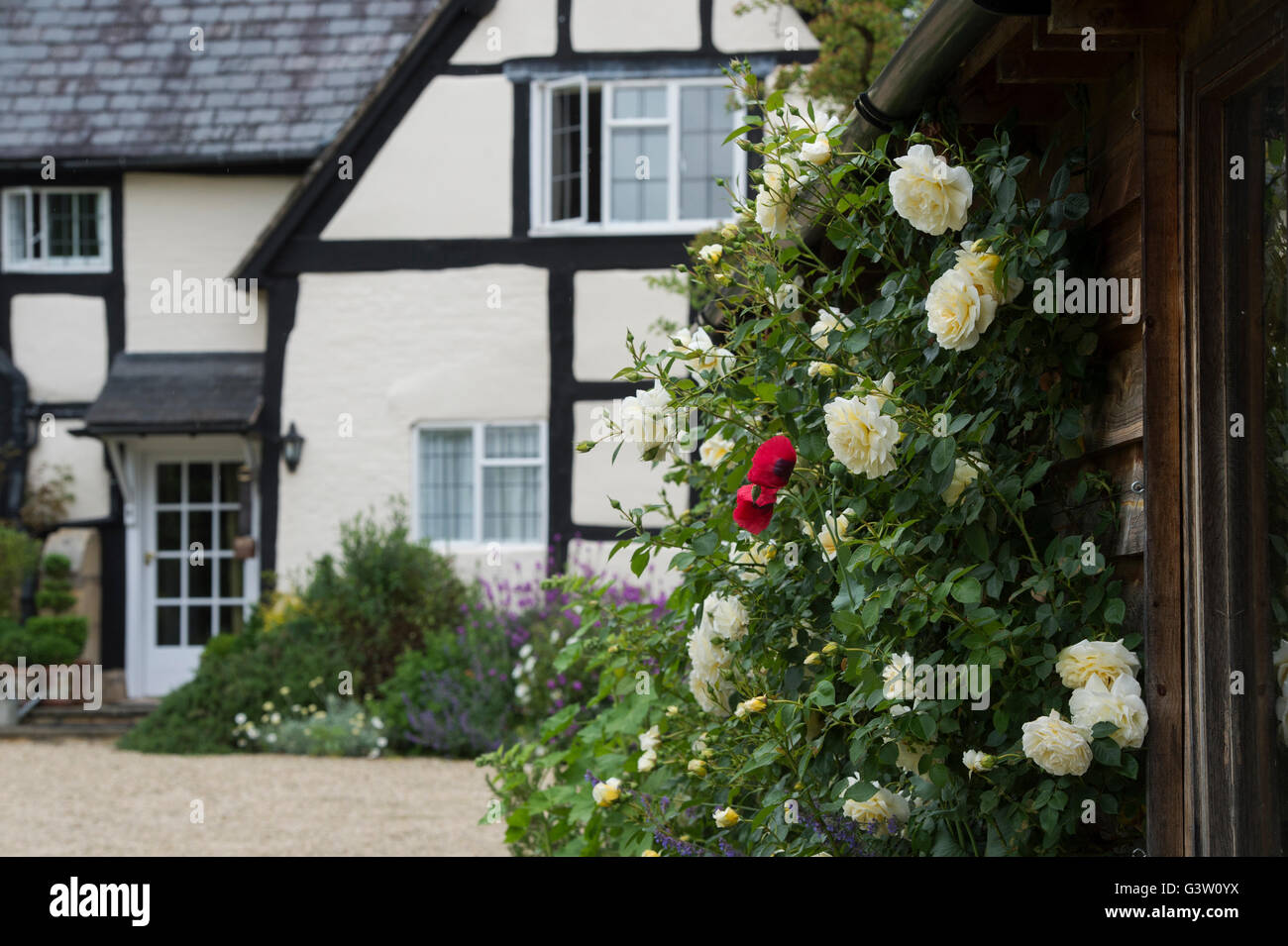 Roses on an out building in front of a black and white timber framed ...