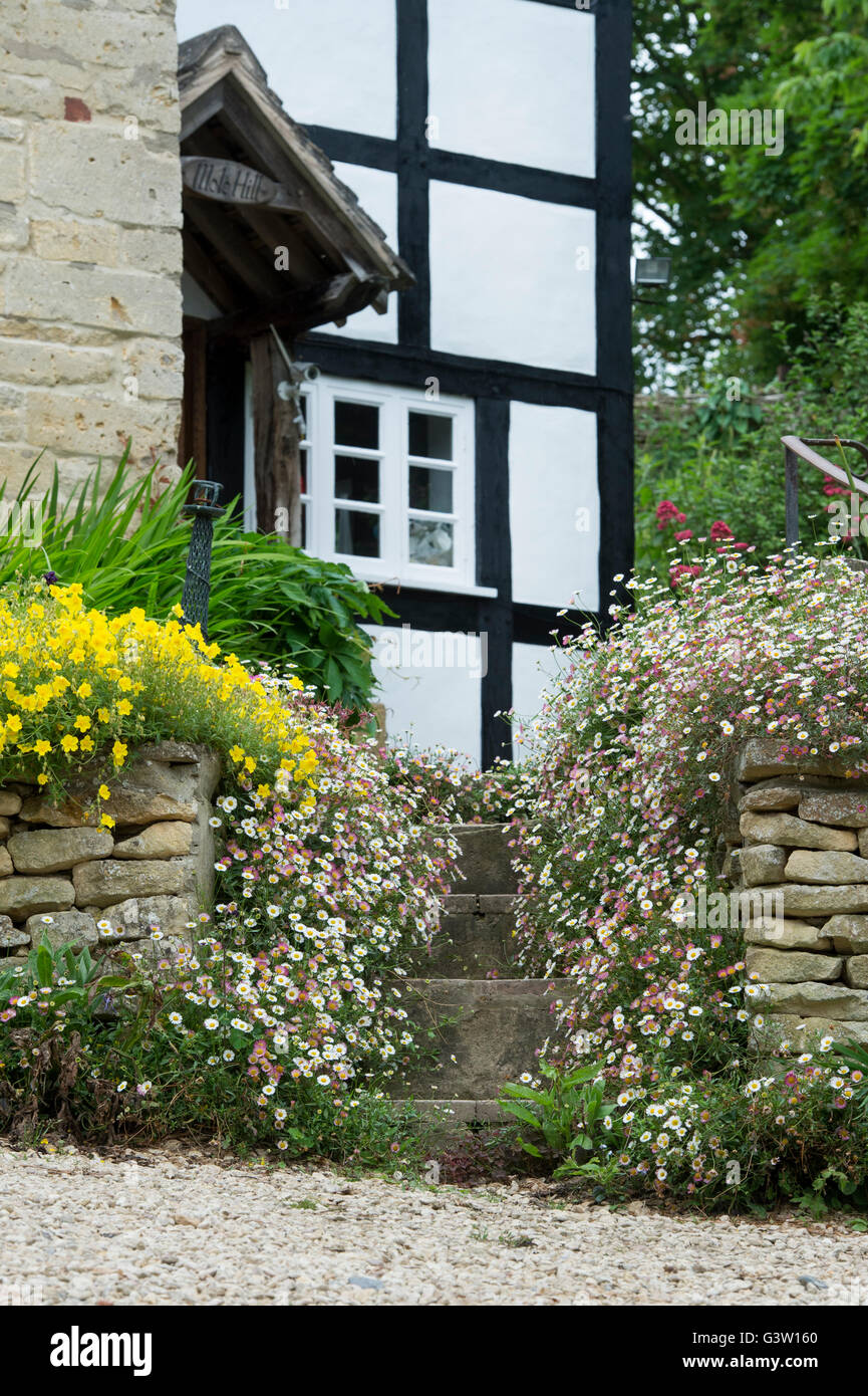 Fleabane Daisy flowers covering steps up to a black and white timber framed cottage. Ashton Under Hill, Worcestershire, UK Stock Photo