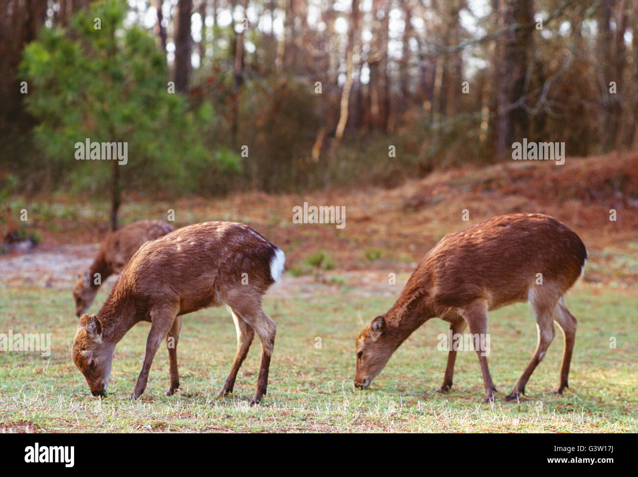 Sika Deer (Cervus Nippon); Chincoteague National Wildlife Refuge, Assateague Island, Virginia, USA Stock Photo