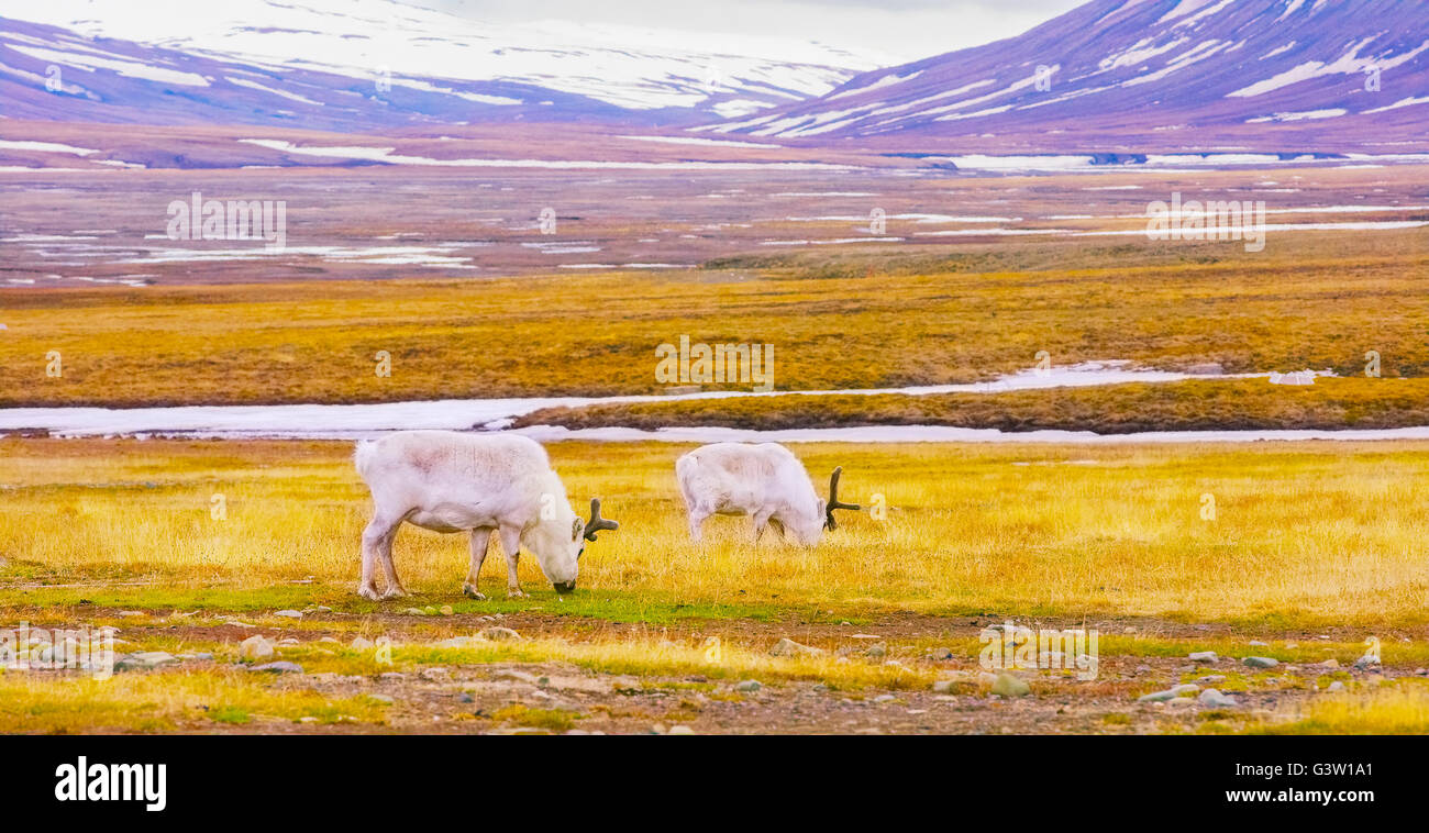 Reindeers eats grass at the plains of Svalbard Stock Photo