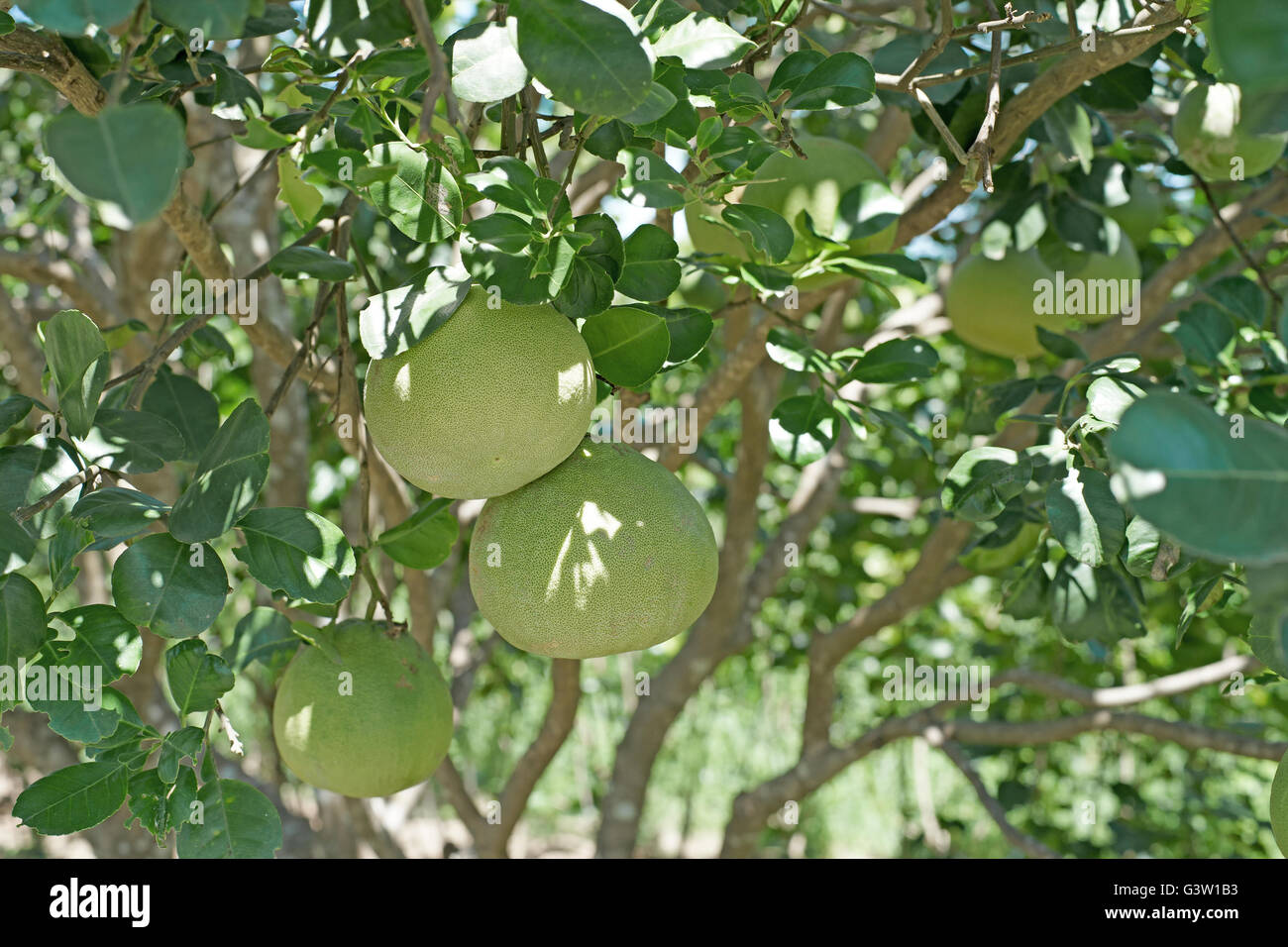 young pomelo on tree in organic farm Stock Photo - Alamy