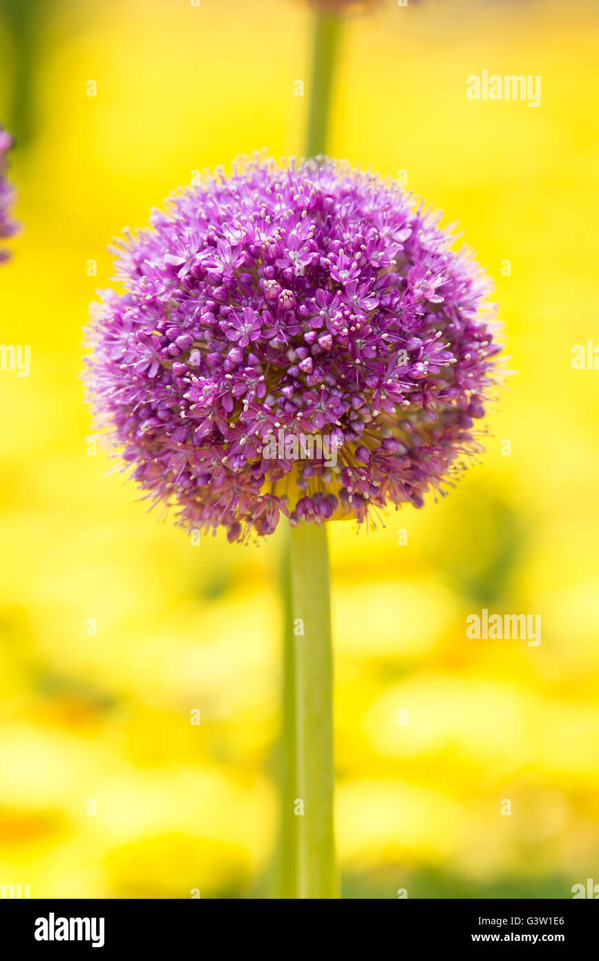 Inflorescence of giant onion (Allium Giganteum) against bright background Stock Photo
