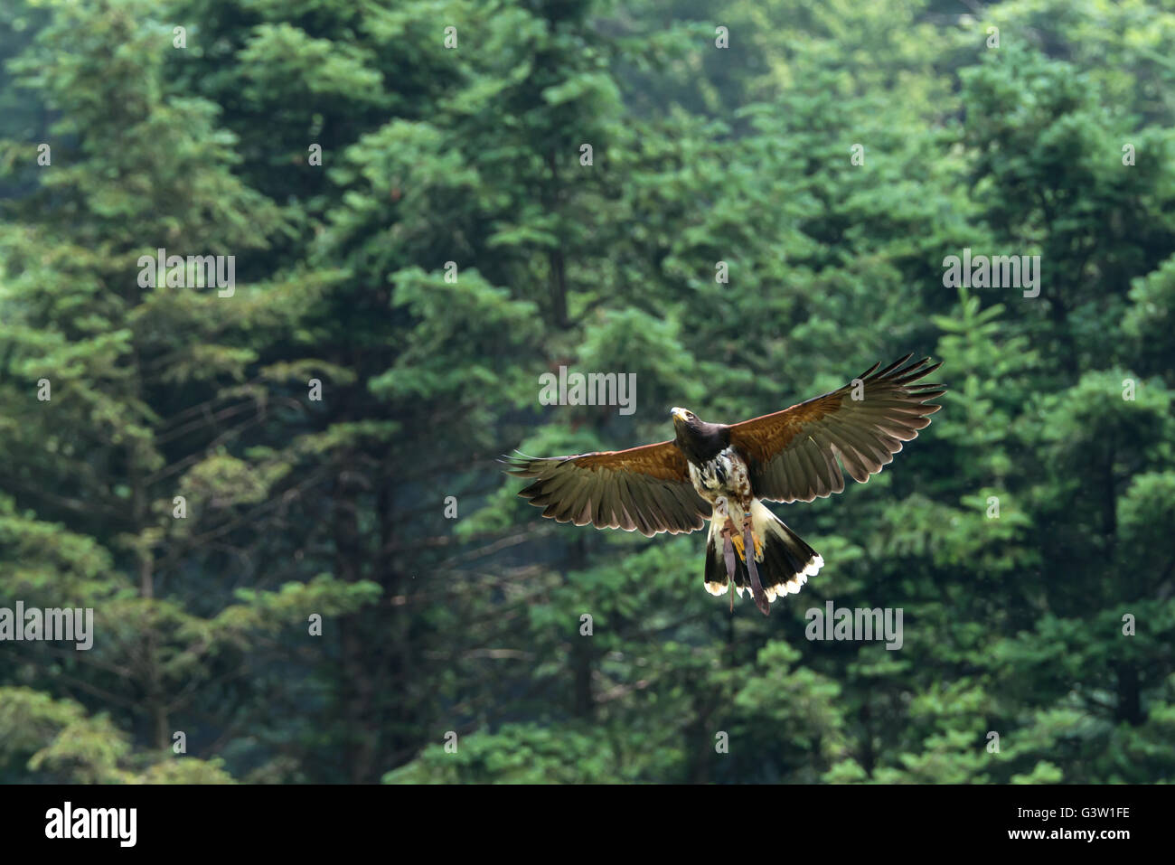 Swainson Hawk flying Stock Photo - Alamy