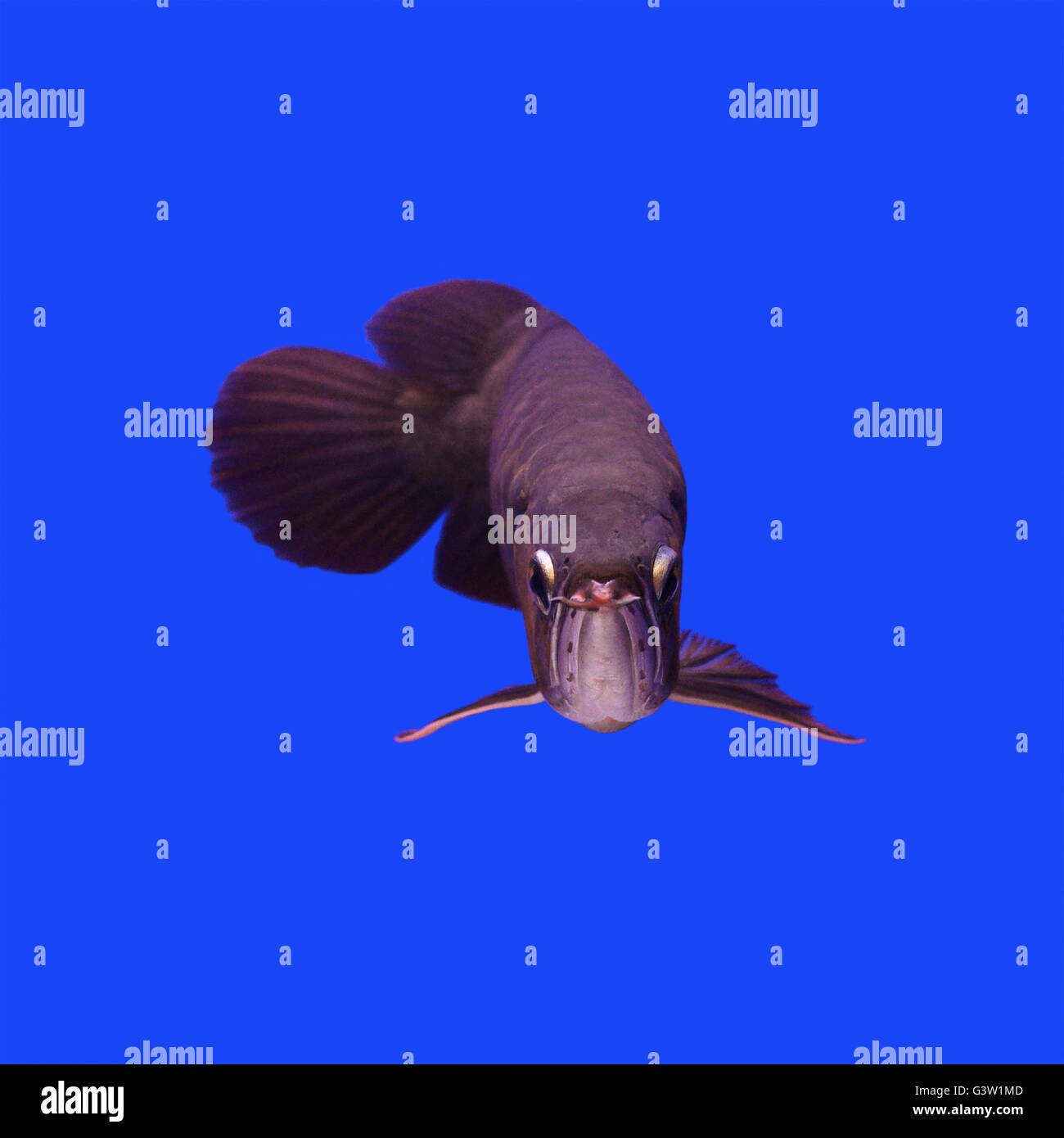 beautiful arowana in the aquarium Stock Photo