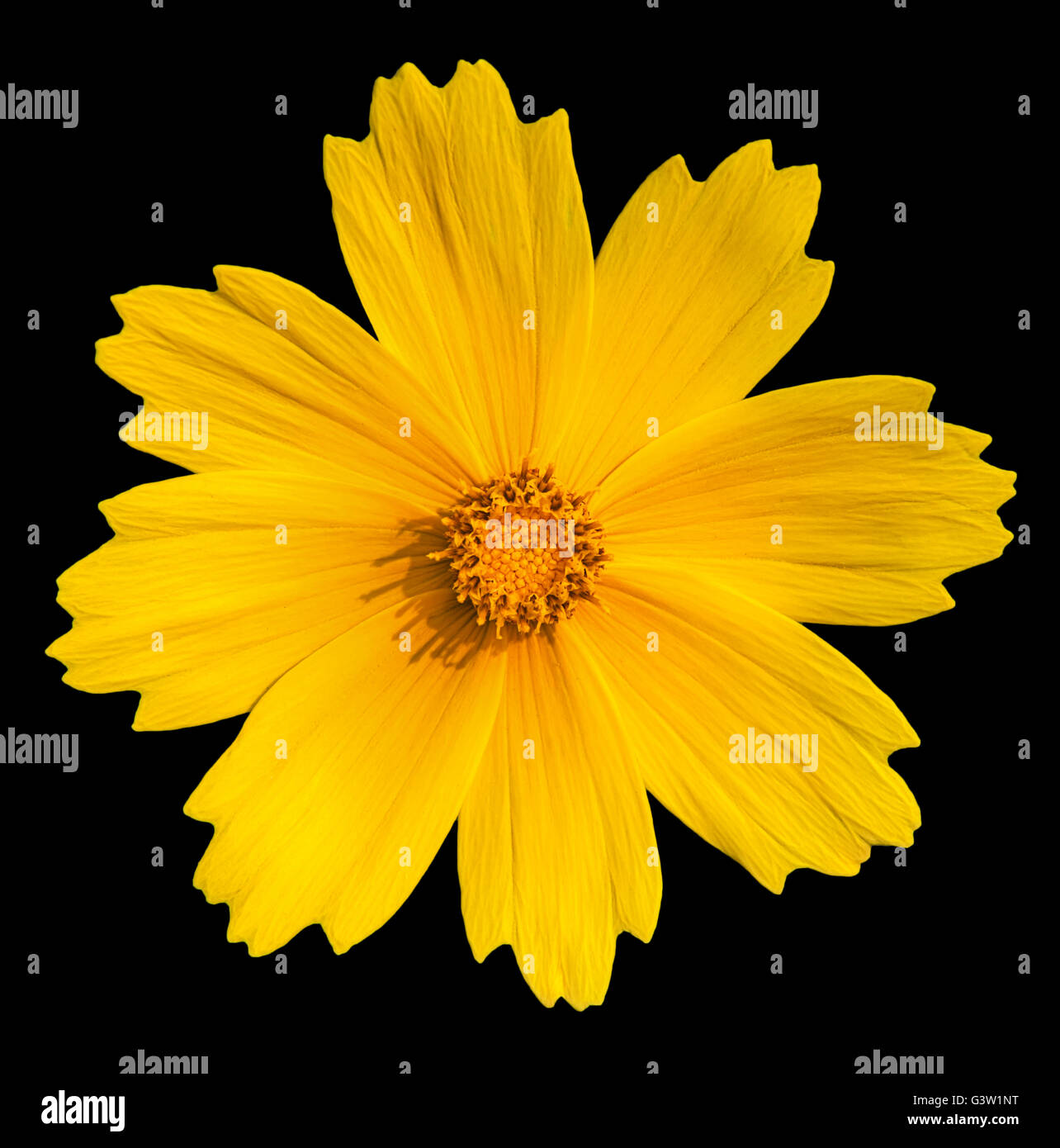Yellow Flower Isolated on Black Background. yellow daisy flower Stock Photo Alamy