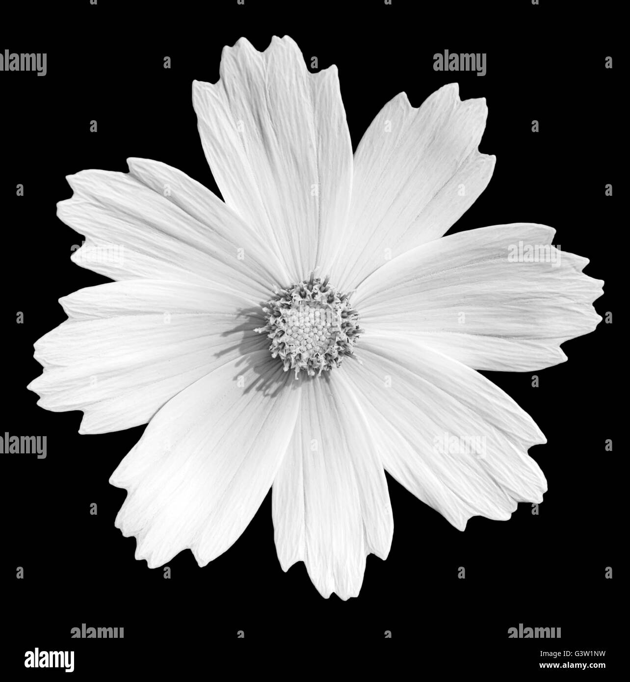 Black and white daisy Stock Photo Alamy