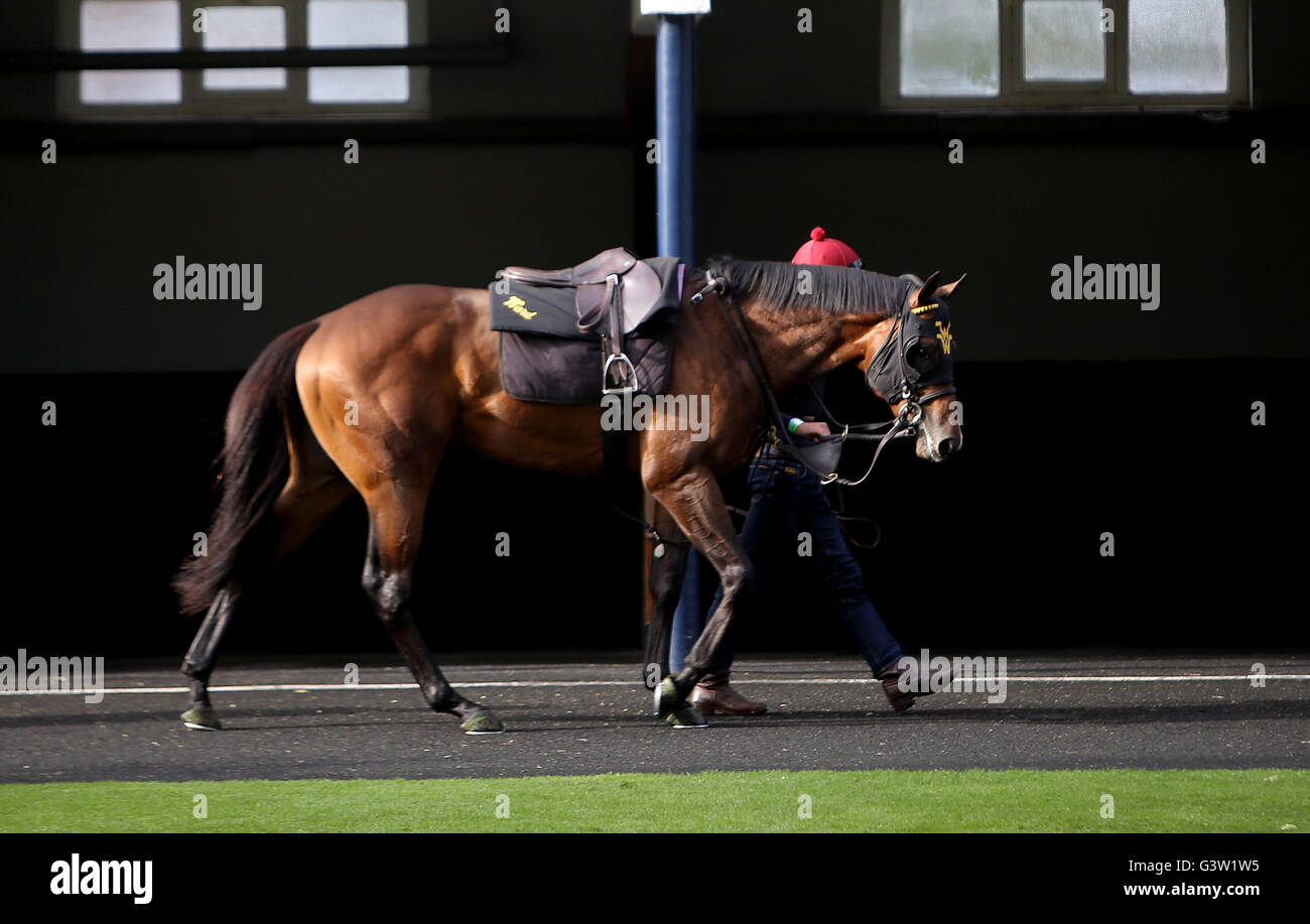 Wesley ward horse hi-res stock photography and images - Alamy
