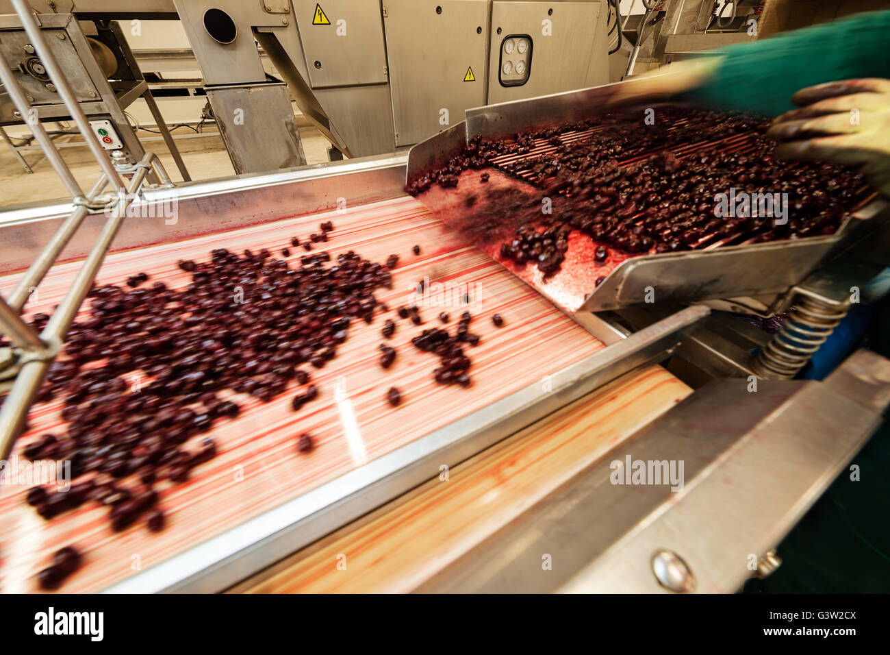 frozen sour cherries in sorting and processing machines Stock Photo - Alamy