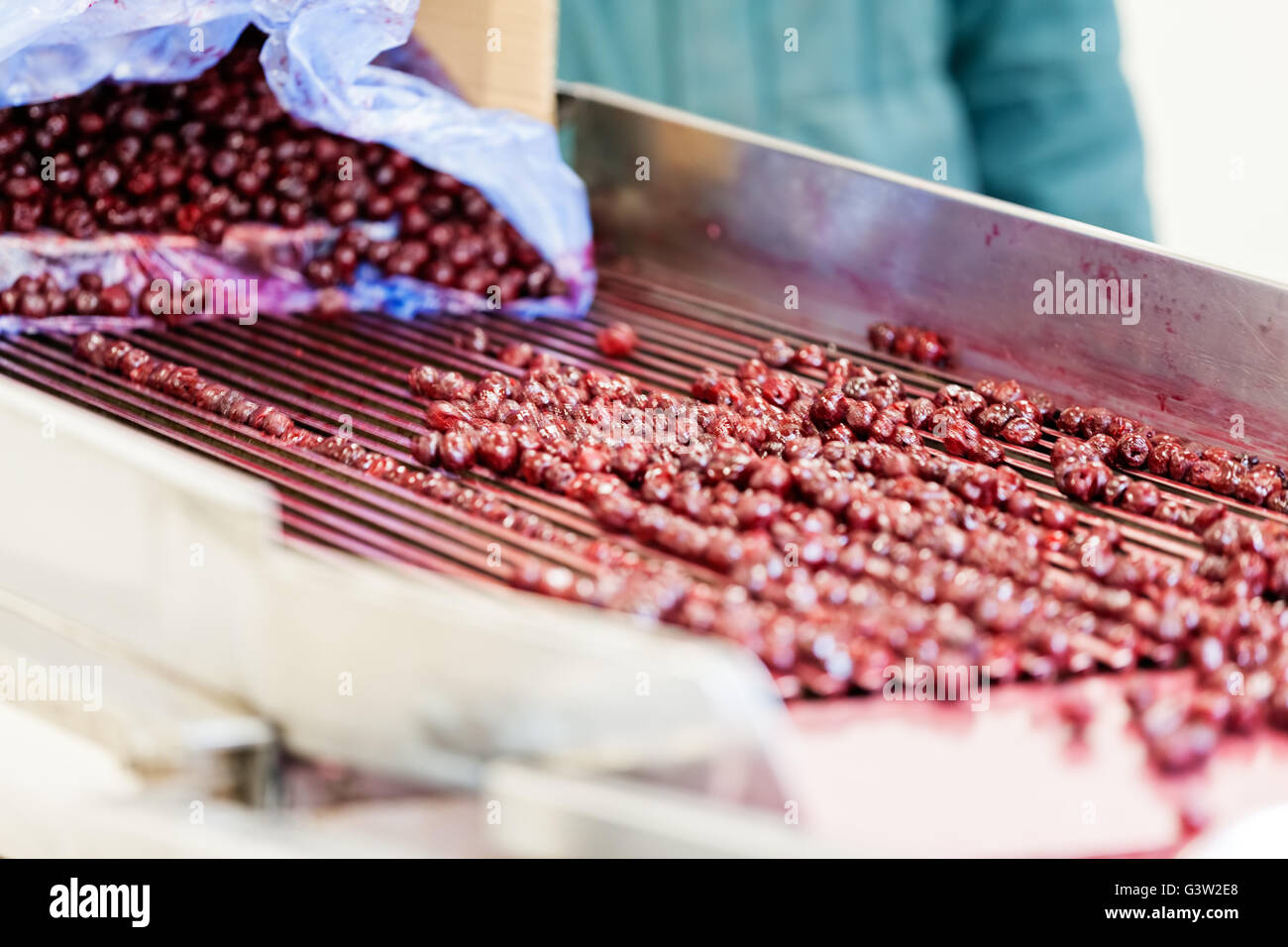 frozen sour cherries in sorting and processing machines Stock Photo Alamy