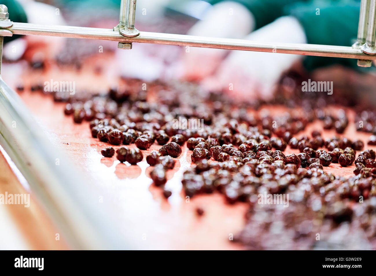 frozen sour cherries in sorting and processing machines Stock Photo - Alamy