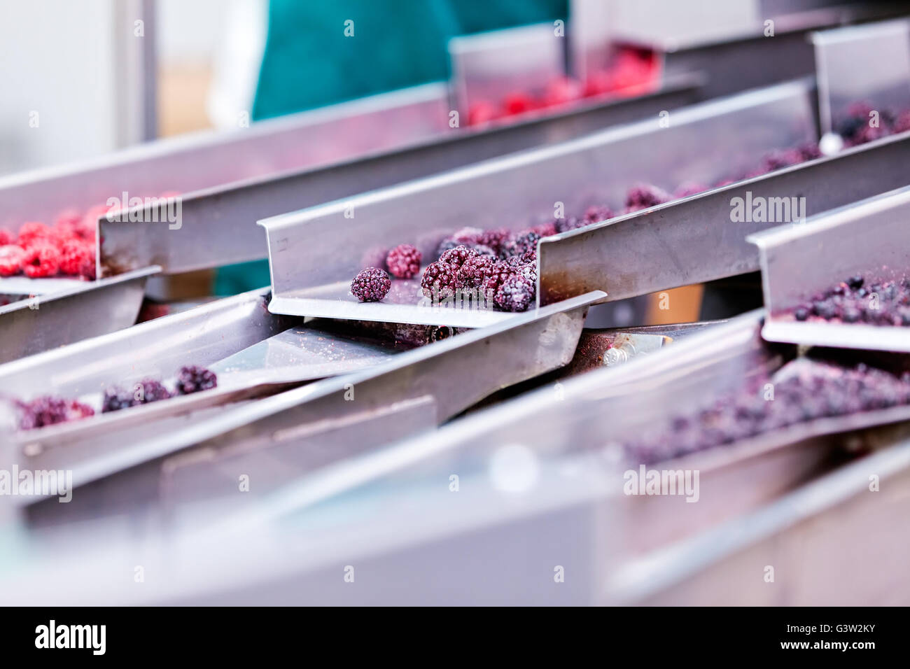 frozen red raspberries in sorting and processing machines Stock Photo