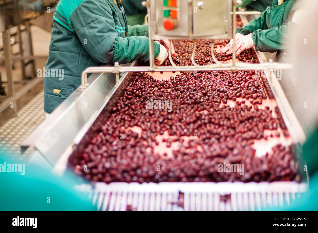 frozen sour cherries in sorting and processing machine Stock Photo - Alamy