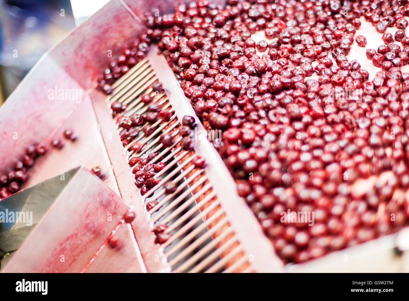 frozen sour cherries in sorting and processing machine Stock Photo Alamy