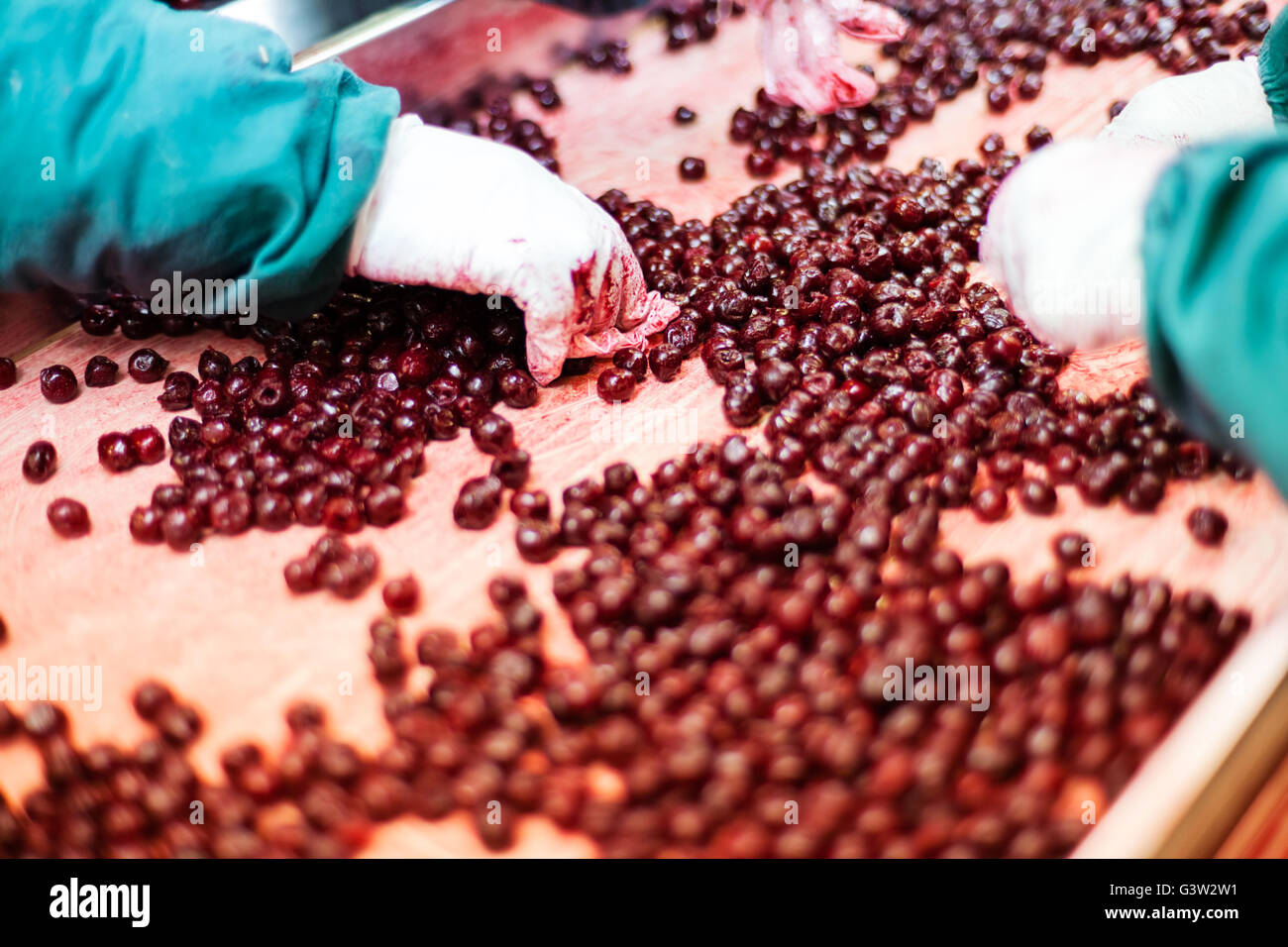 frozen sour cherries in sorting and processing machine Stock Photo - Alamy