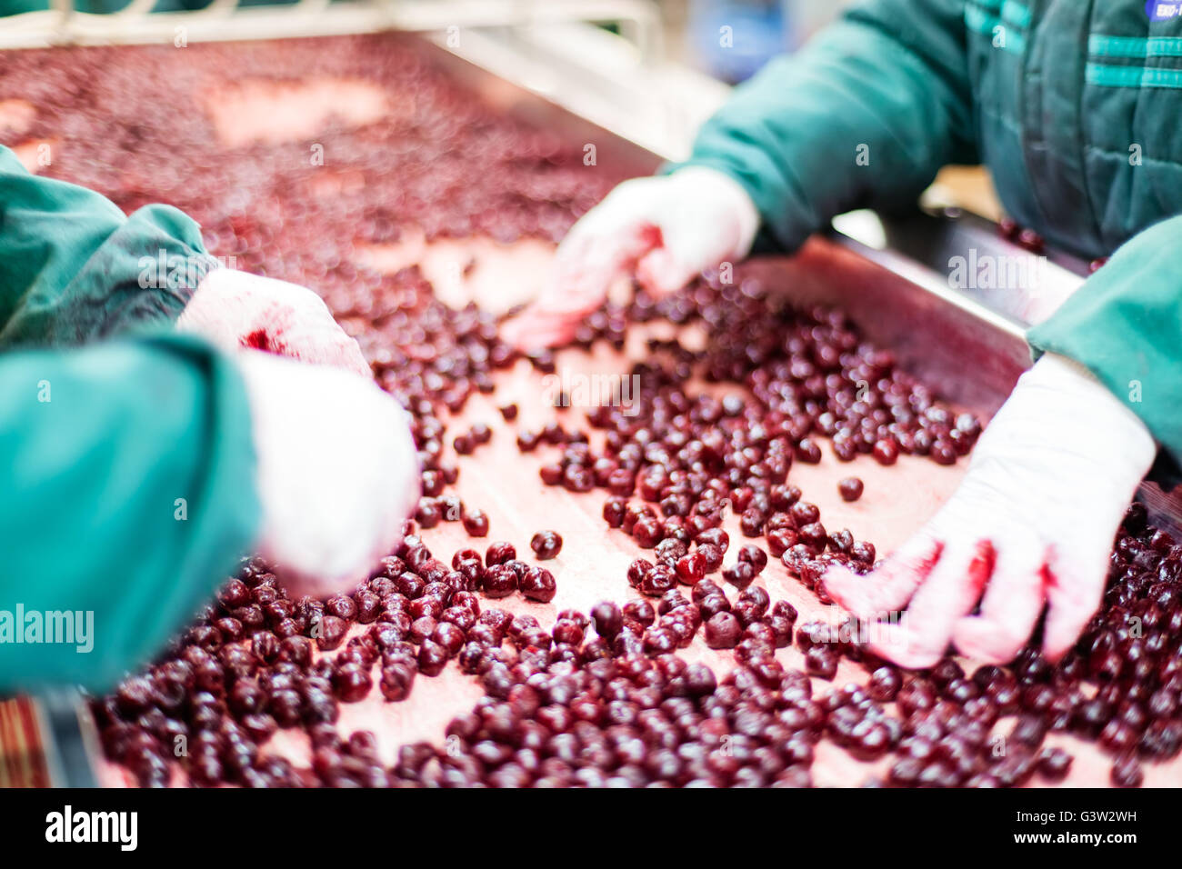 frozen sour cherries in sorting and processing machine Stock Photo - Alamy