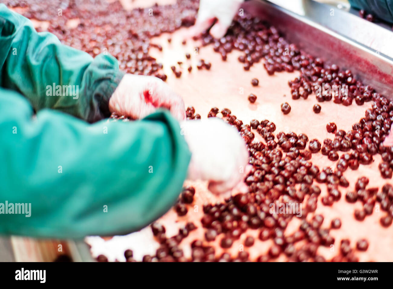 frozen sour cherries in sorting and processing machine Stock Photo - Alamy