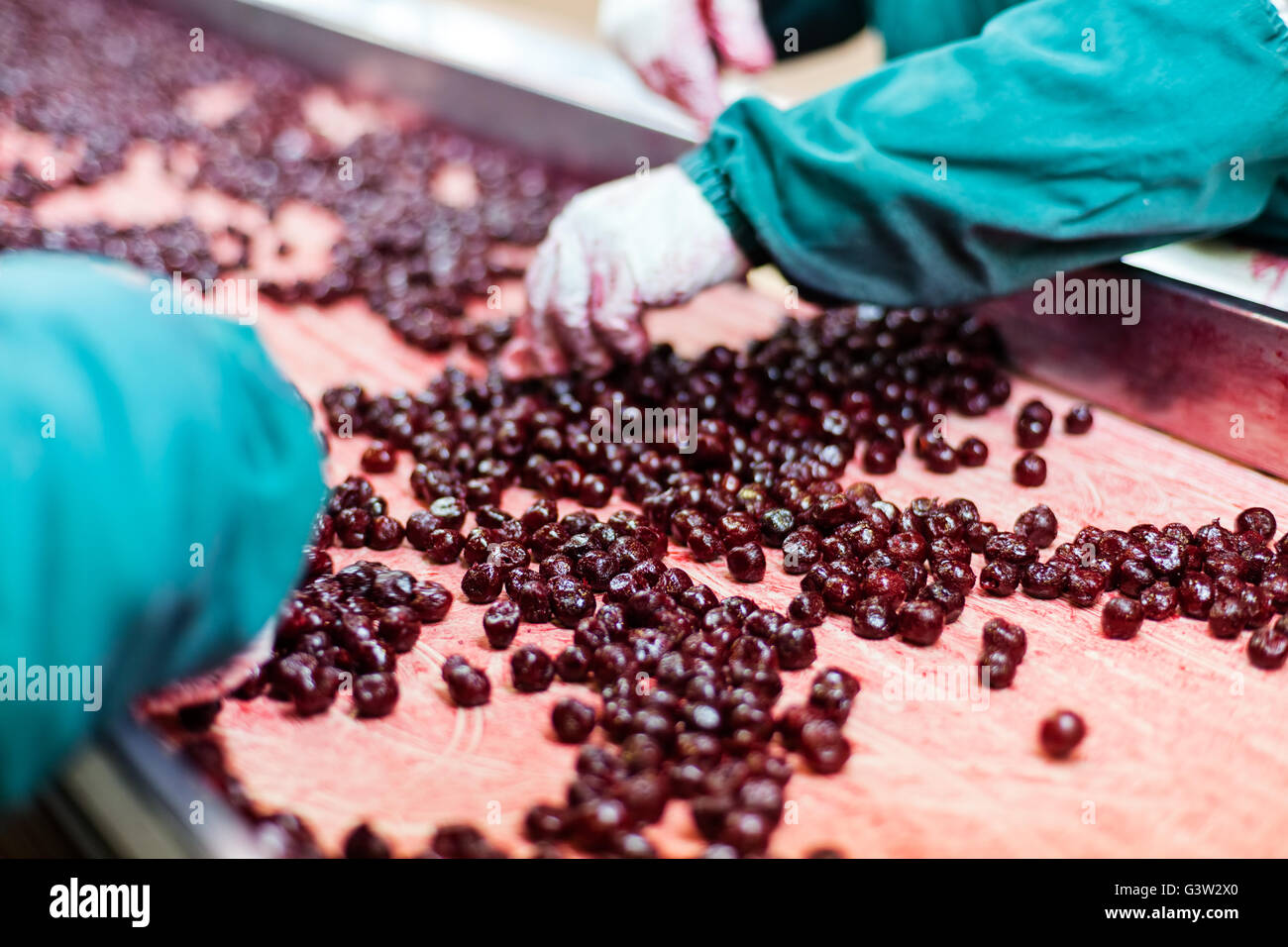frozen sour cherries in sorting and processing machine Stock Photo Alamy