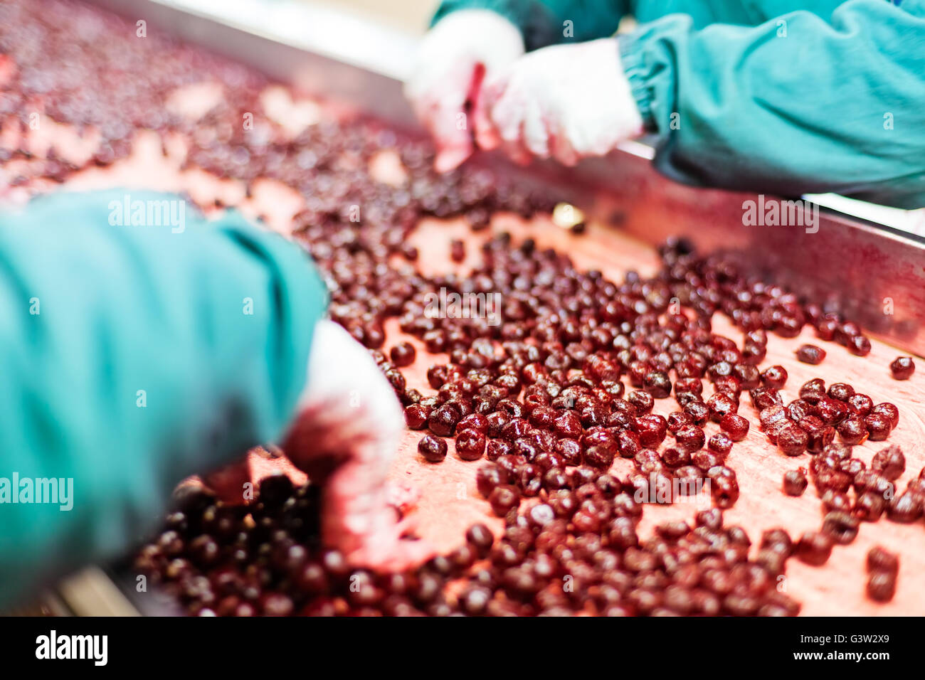 frozen sour cherries in sorting and processing machines Stock Photo Alamy