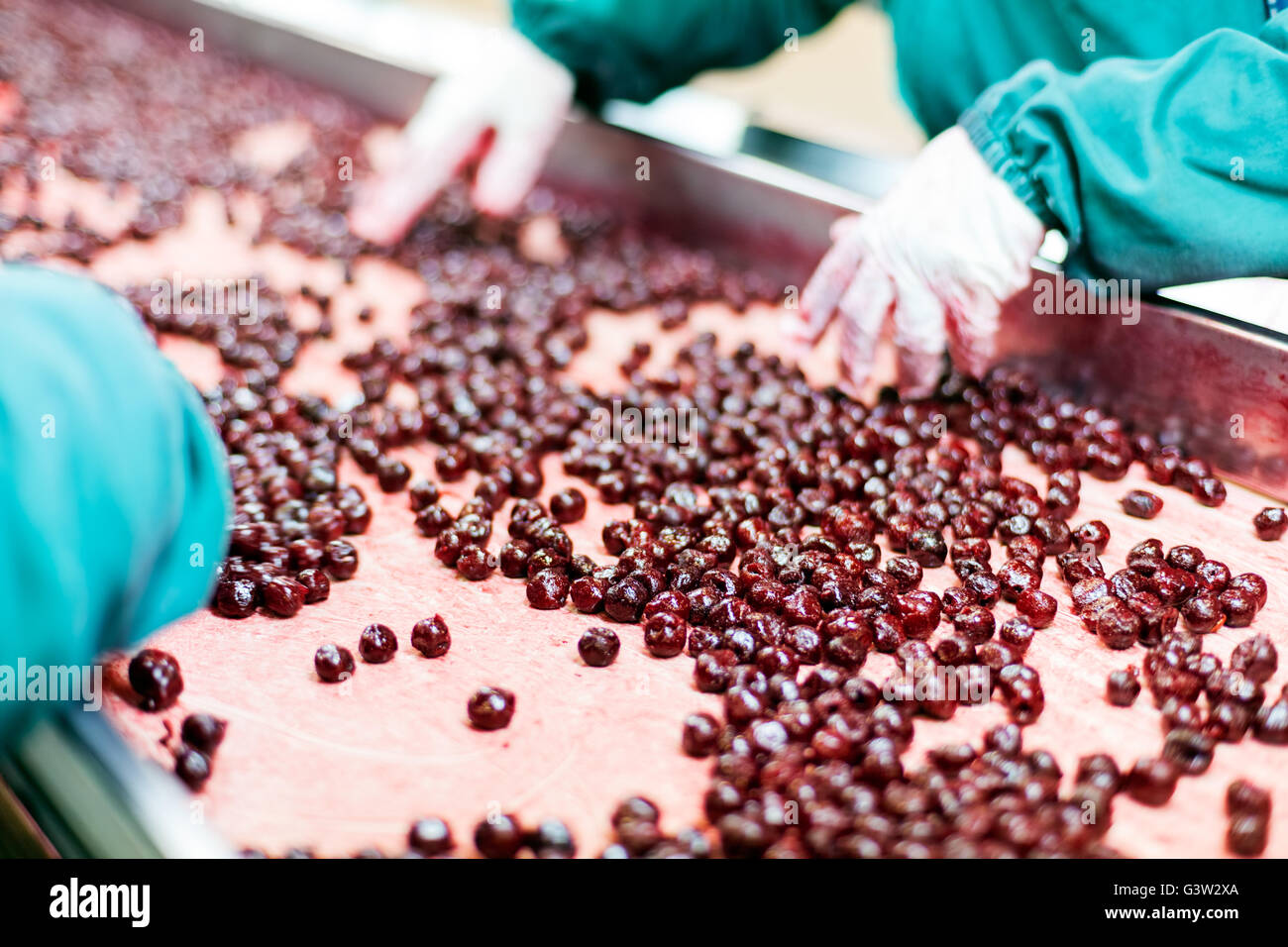 frozen sour cherries in sorting and processing machine Stock Photo - Alamy