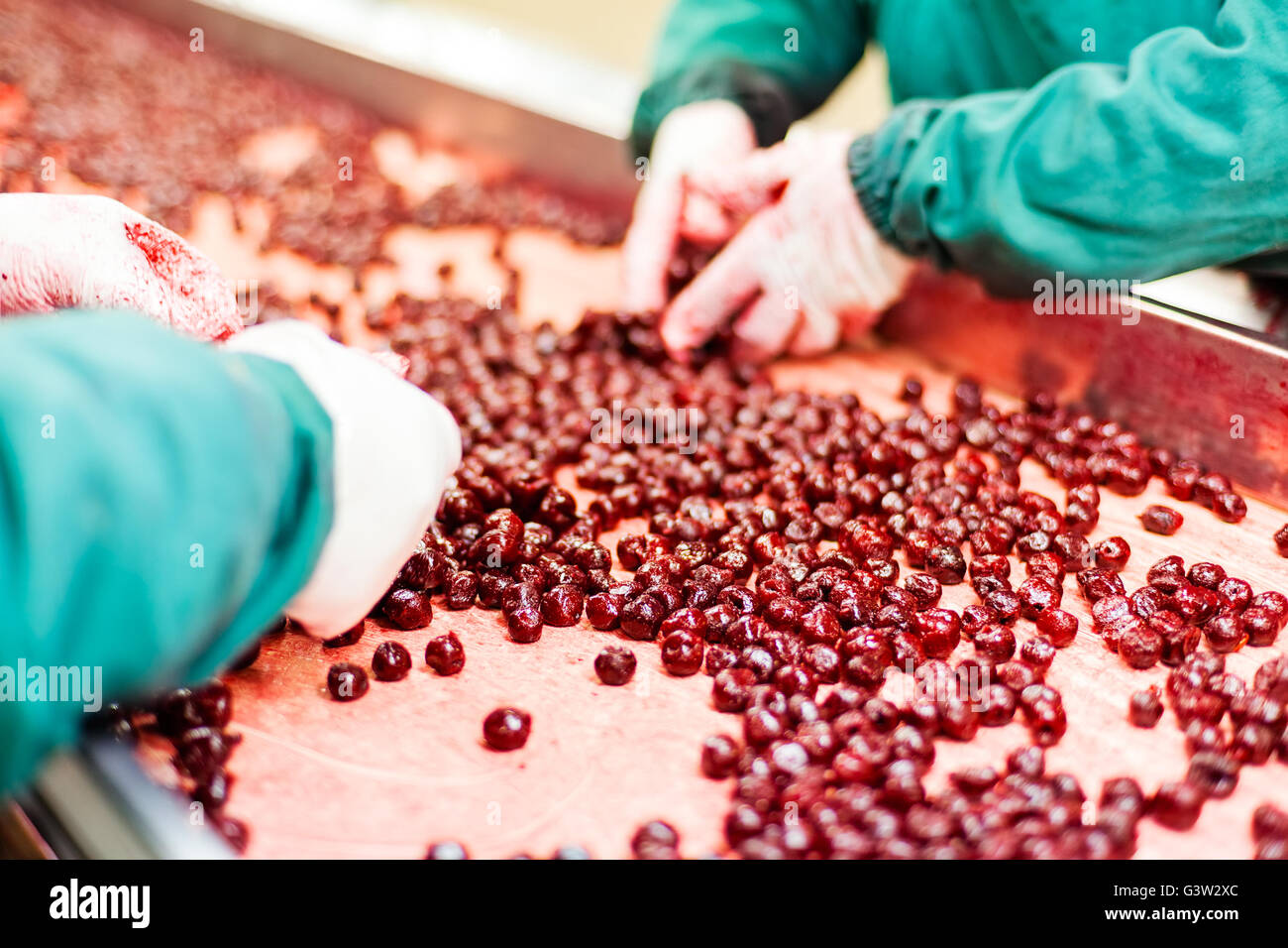 frozen sour cherries in sorting and processing machine Stock Photo Alamy
