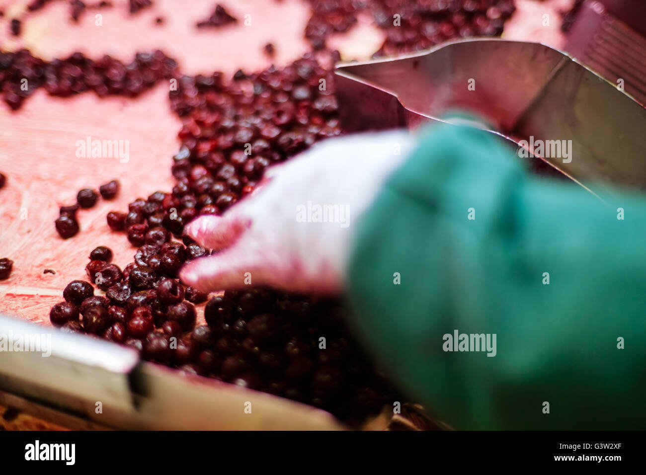frozen sour cherries in sorting and processing machine Stock Photo Alamy