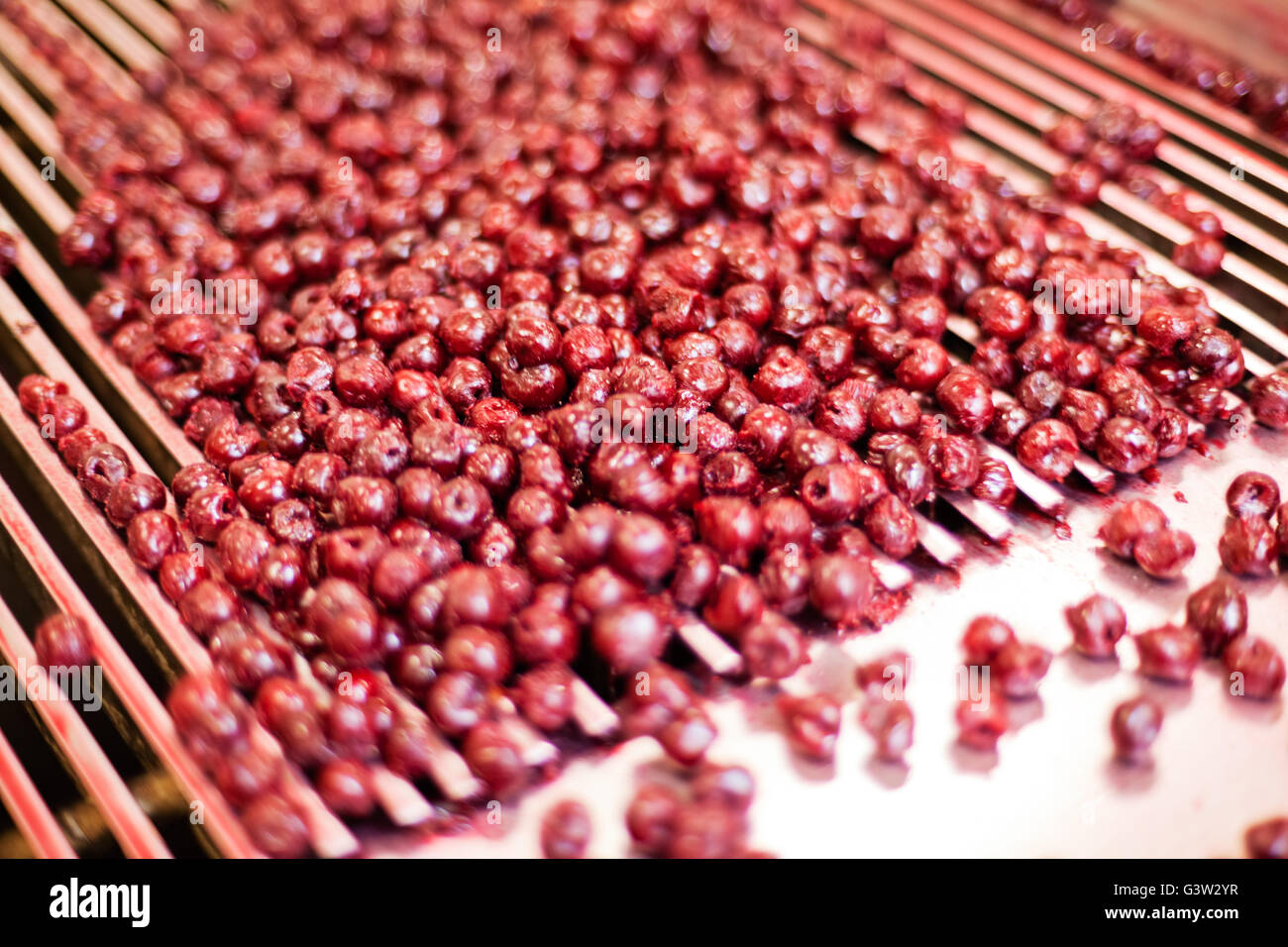 frozen sour cherries in sorting and processing machine Stock Photo Alamy