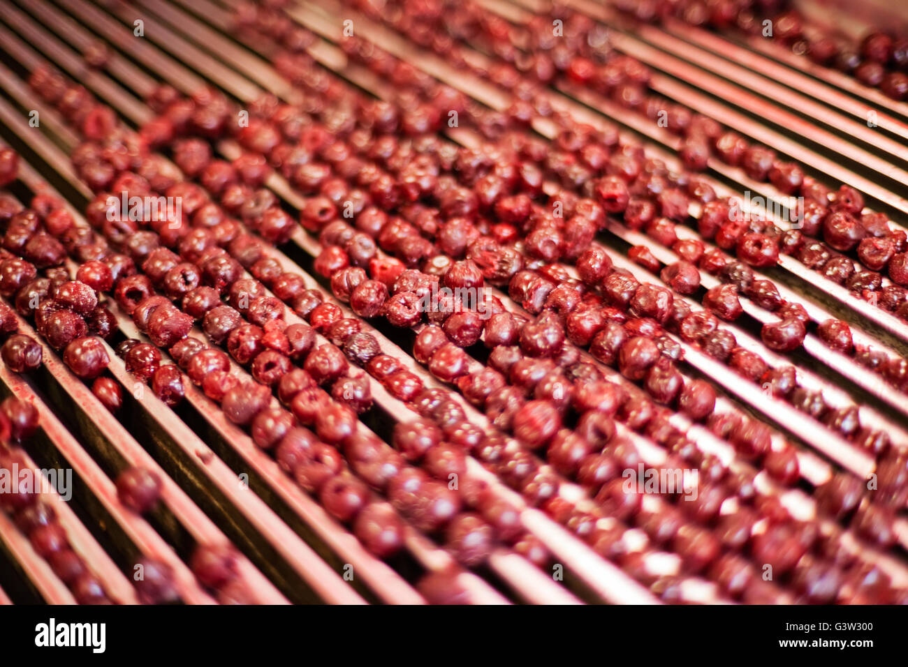 frozen sour cherries in sorting and processing machine Stock Photo - Alamy