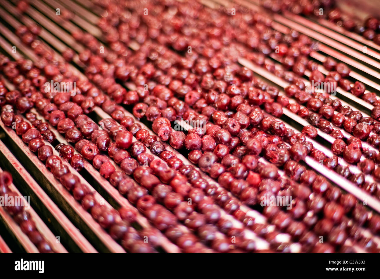 frozen sour cherries in sorting and processing machine Stock Photo - Alamy
