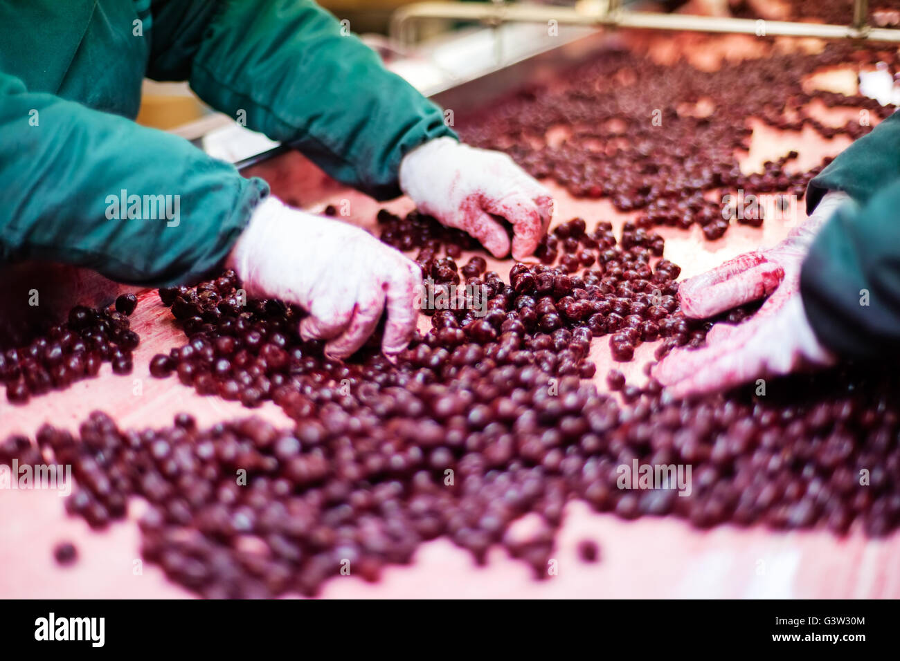 frozen sour cherries in sorting and processing machine Stock Photo Alamy
